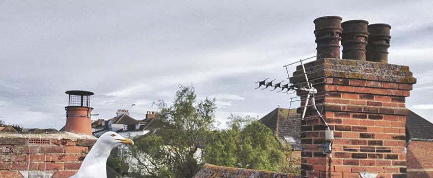 Chimney Cleaning And Restoration in Donna, Texas